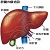 肝臓と胆嚢の病気について