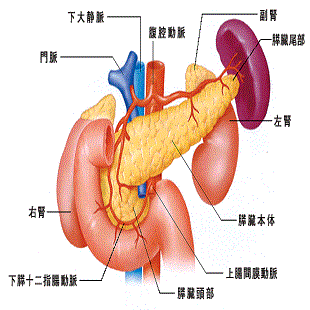 膵臓の構造